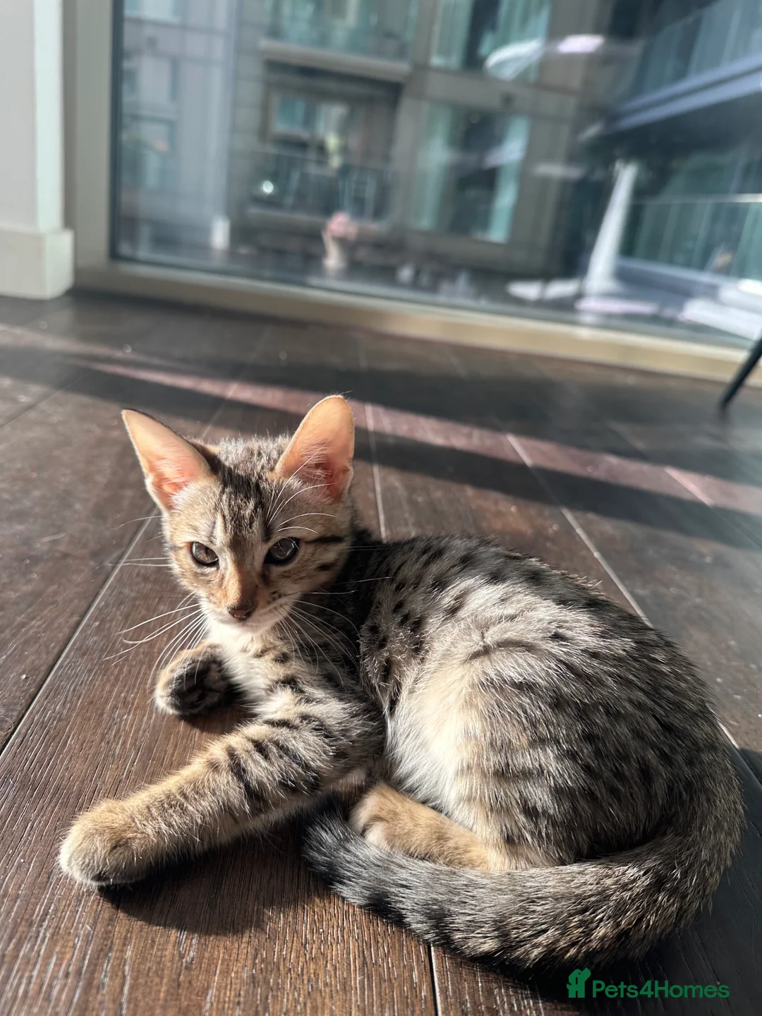 Bengal cats for sale: Sepia Bengal X Savannah kittens Extremely rare  - Advert 16