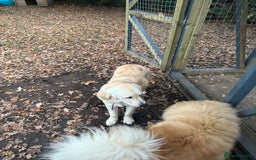 Golden Retriever dogs for sale: Golden retriever girl  - Image 2