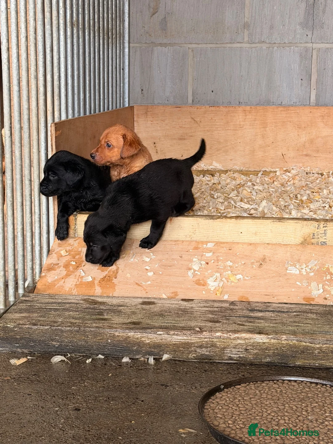 Labrador Retriever dogs for sale: Working Labrador Puppies - Advert 7