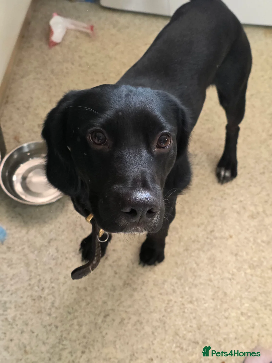 Cockerdor dogs for sale: Male cockerdor - Advert 4