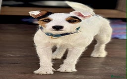 Parson Russell dogs for sale: Working Jack Russell Bitch  - Image 4