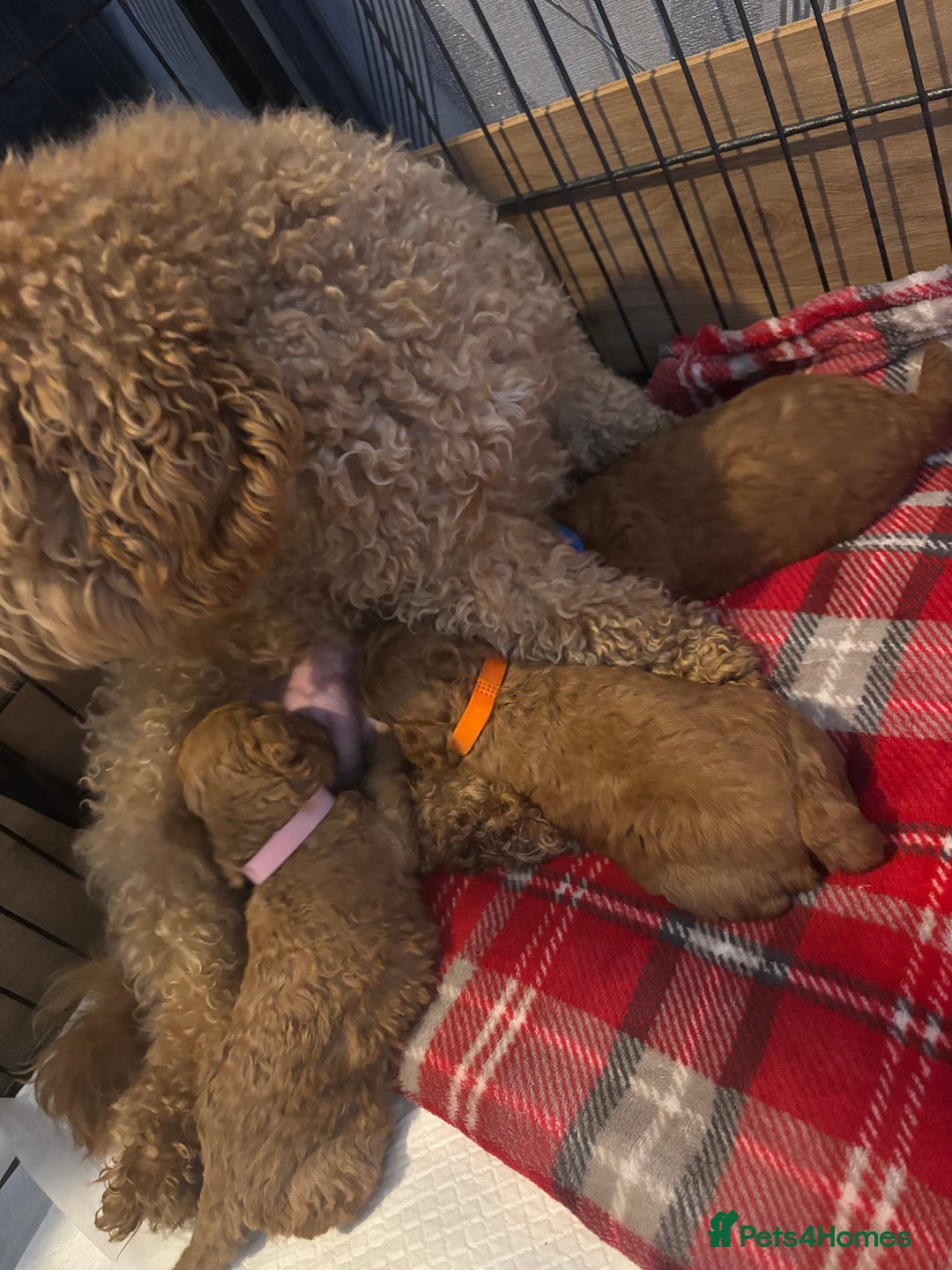 Toy Poodle dogs for sale: Toy Poodle Puppies  - Advert 8