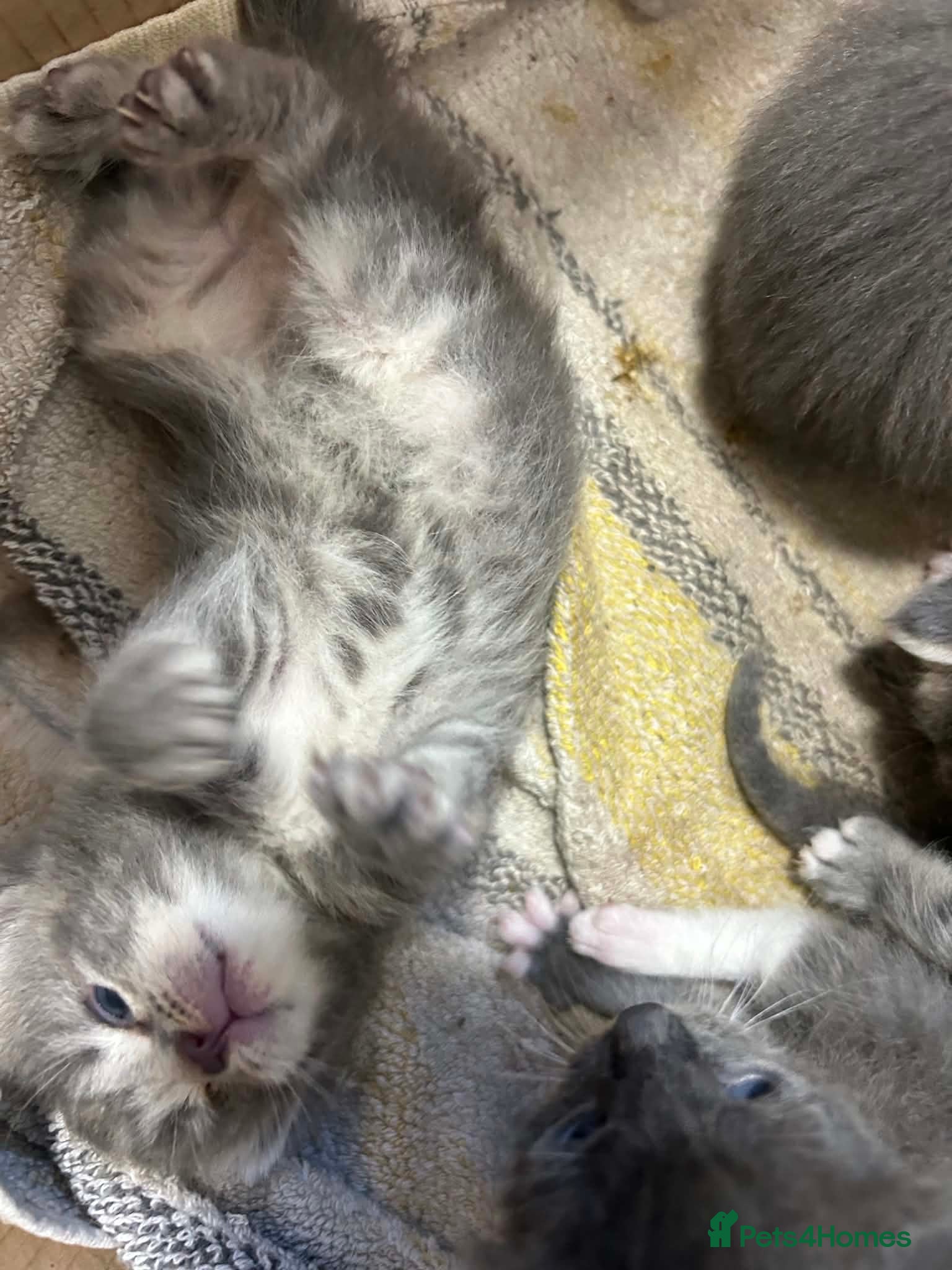 Maine Coon cats Mainecoon kittens blue/slivers greys  - Advert 5