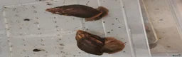 Snails invertebrates for sale: Baby Giant African land snails for sale in Lowestoft - Advert 4
