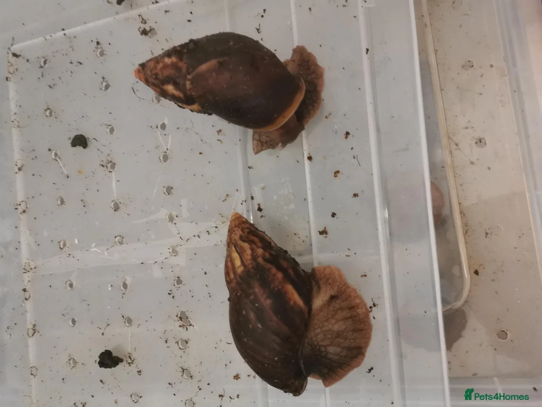 Snails invertebrates for sale: Baby Giant African land snails for sale in Lowestoft - Advert 4