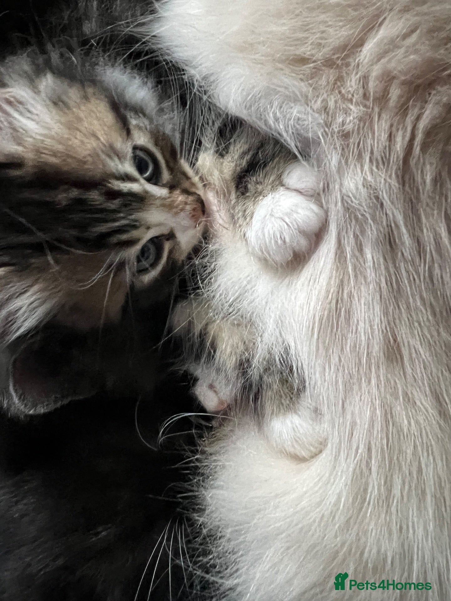 Ragdoll cats Beautiful fluffy kittens - Advert 2
