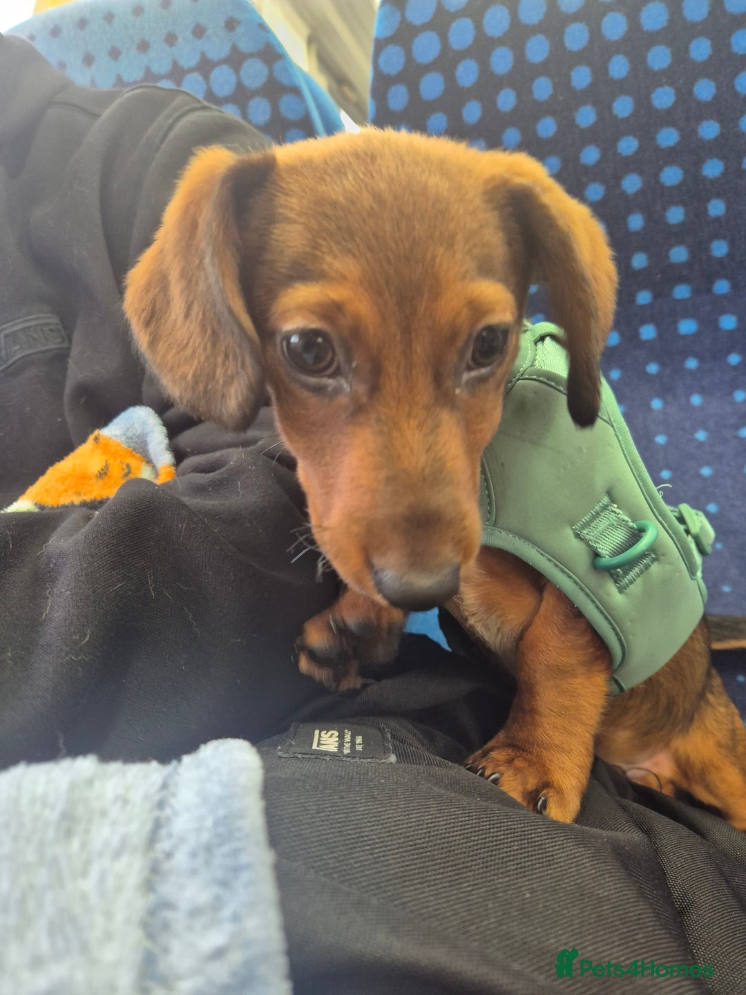 Mixed Breed dogs for sale: Jack Russell/ daushound  - Advert 2