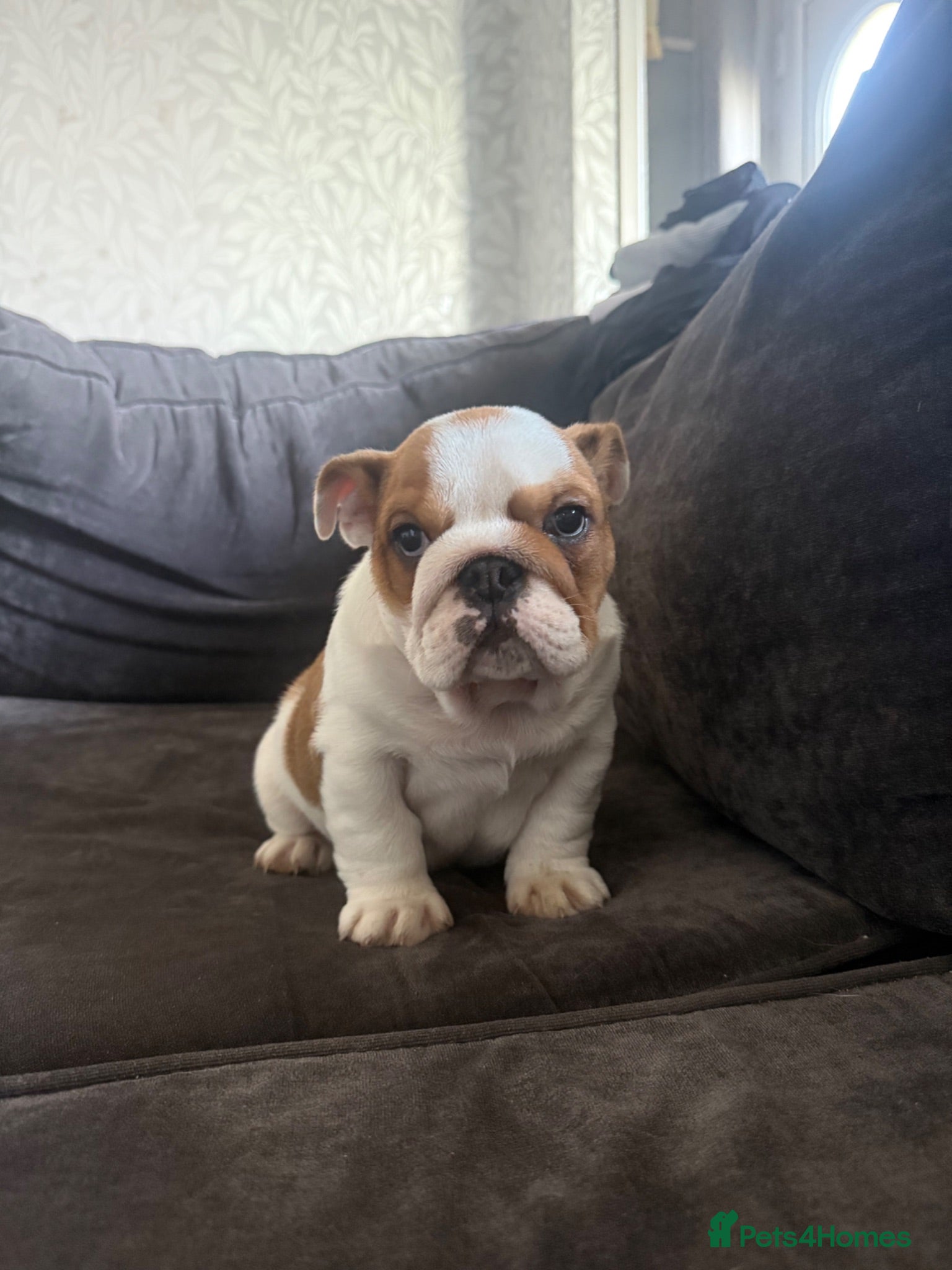 English Bulldog dogs STUNNING BOY SEEKS HOME - Advert 1