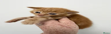 Mixed Breed 2