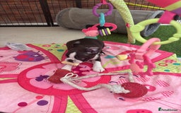 Boston Terrier dogs for sale: KC  Registered 🐕❤️🏠 Puupy 🐕💙🏠Boston Terrier  - Image 11