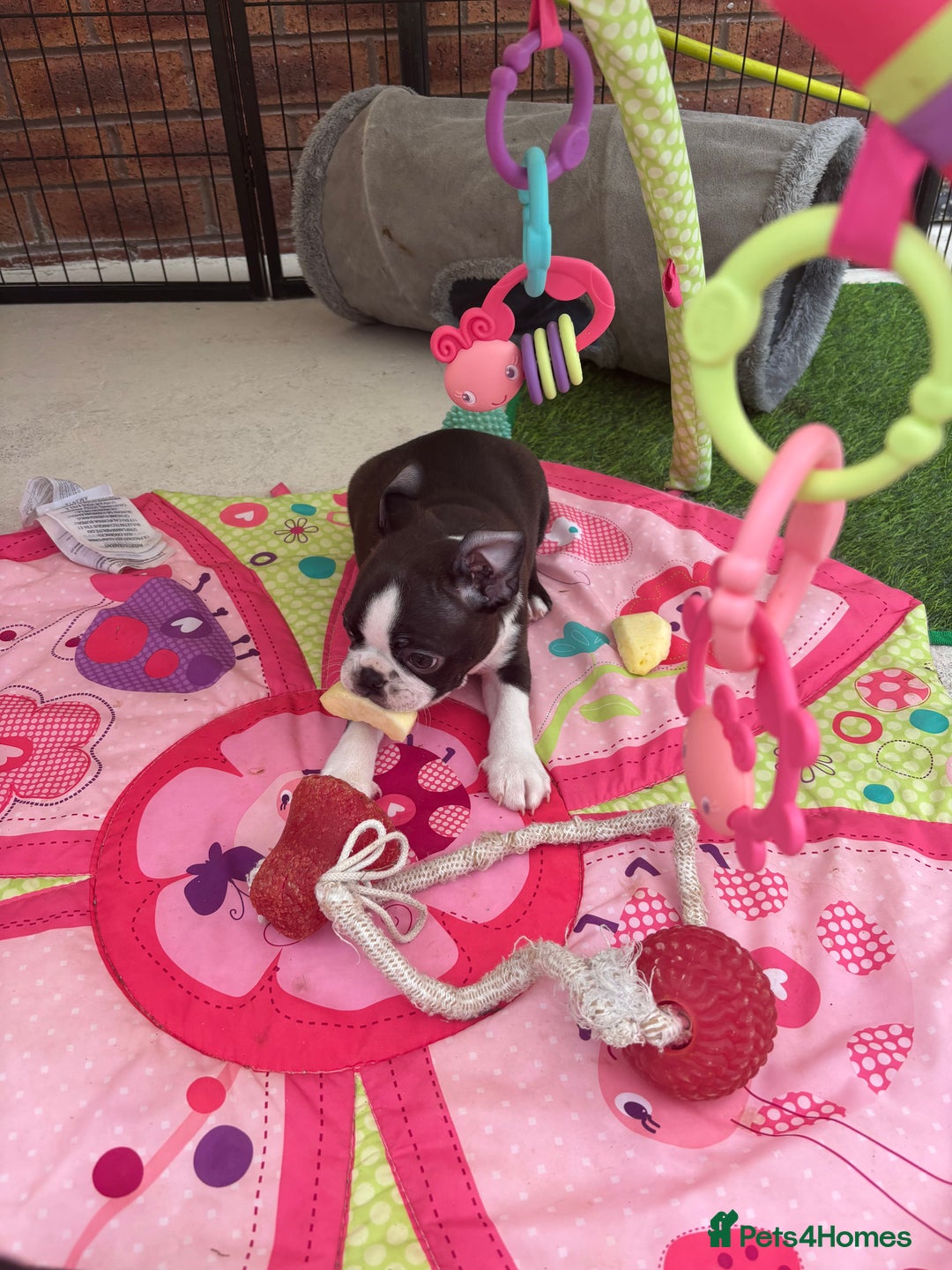 Boston Terrier dogs for sale: KC  Registered 🐕❤️🏠 Puupy 🐕💙🏠Boston Terrier  - Image 11