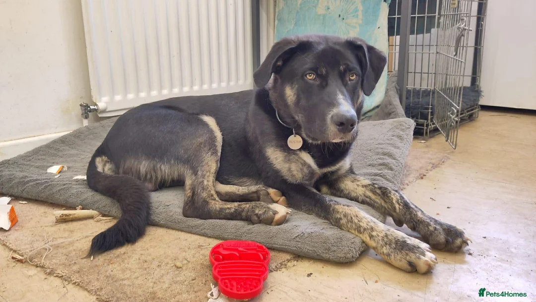 Mixed Breed dogs for adoption: BUSTER- quiet home wanted for sensitive young boy - Advert 2