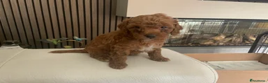 Toy Poodle 4