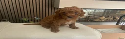 Toy Poodle dogs for sale: Beautiful toy poodles  - Advert 3