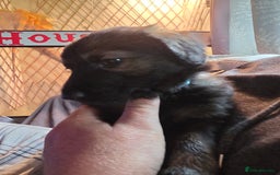 Mixed Breed dogs for sale: Pups fir sale  - Image 2