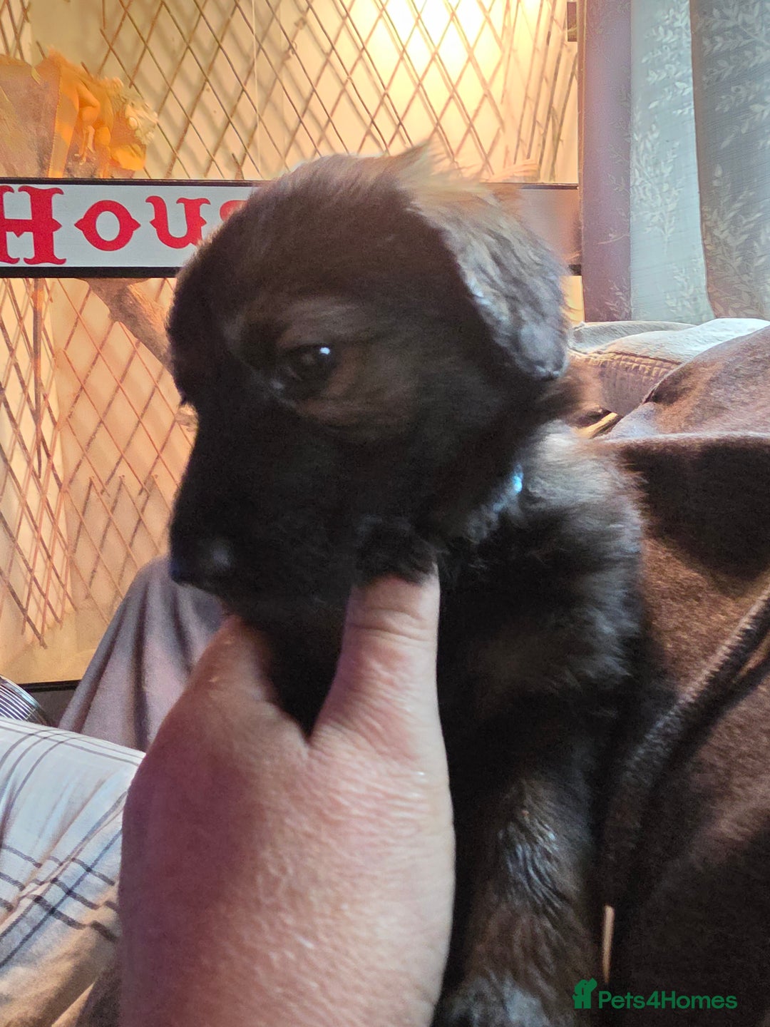 Mixed Breed dogs for sale: Pups fir sale  - Image 2