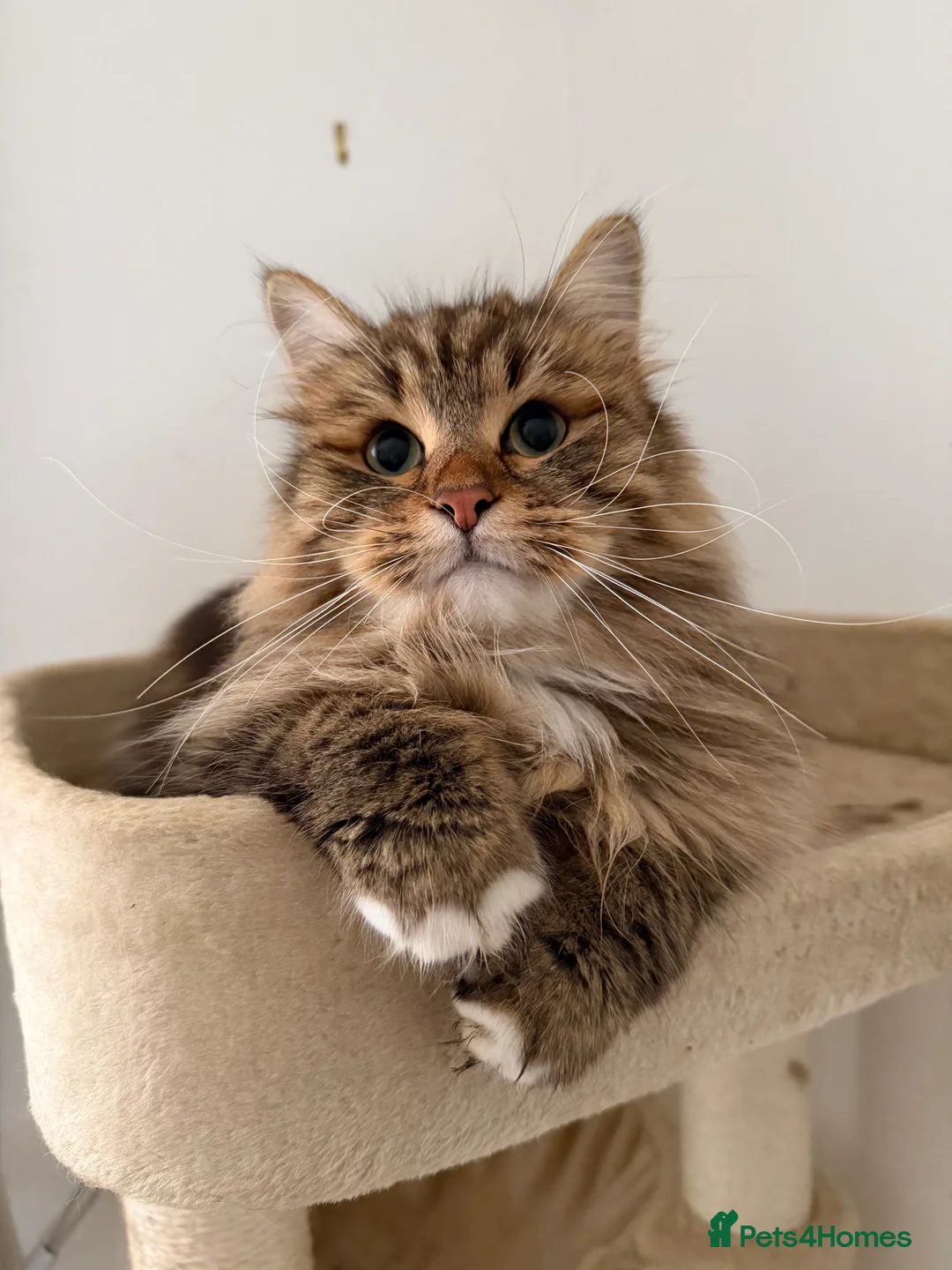 Siberian cats for sale: Retired show queen - Advert 1