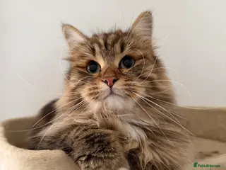 Siberian cats Retired show queen - Advert 4