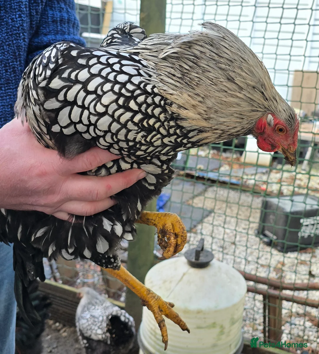 Chickens poultry for sale: 2 male chickens - Advert 1