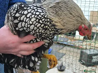 Chickens poultry 2 male chickens - Advert 1