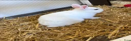 Netherland Dwarf rabbits for sale: Netherland dwarf and hutch for sale  in South Shields - Advert 3