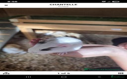 Guinea Pig rodents for sale: Male piggies  - Image 1