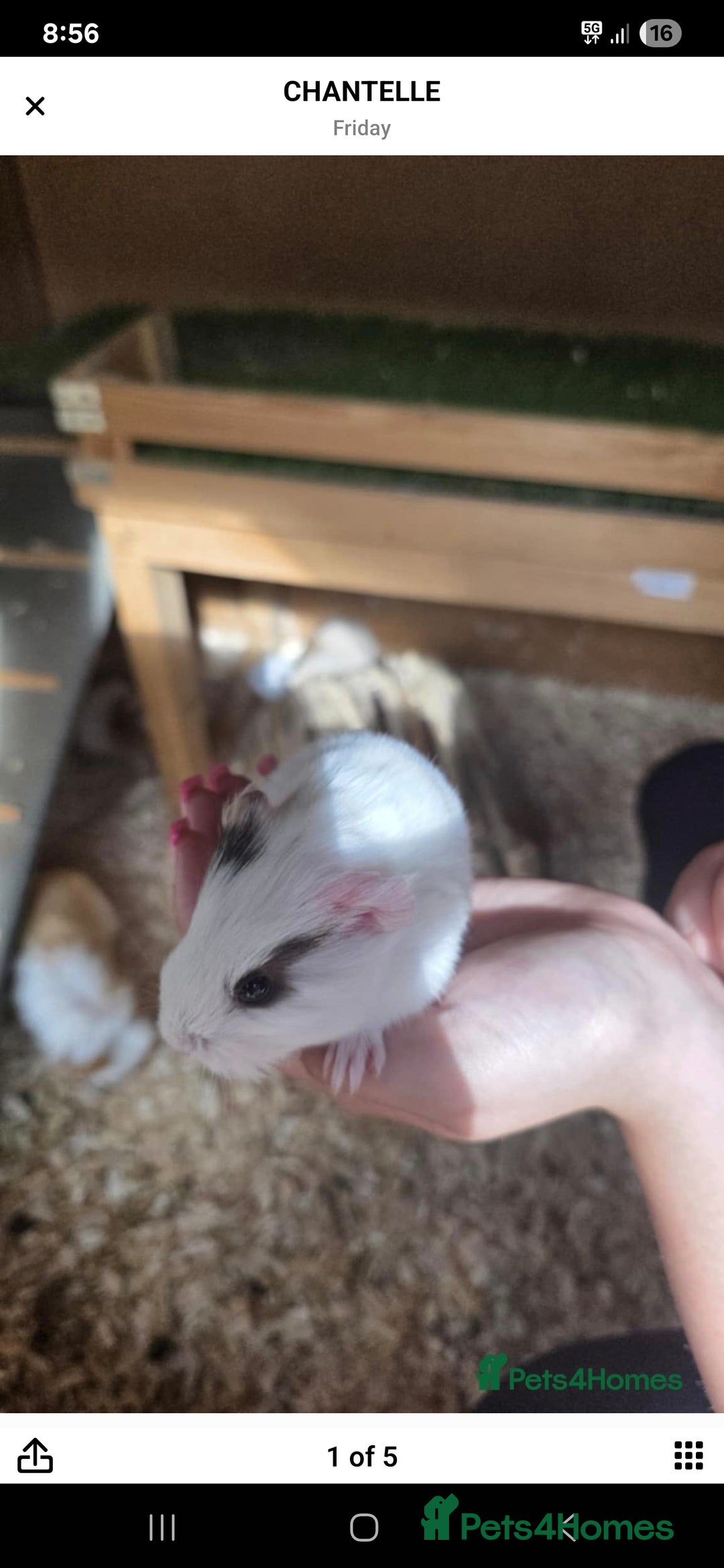 Guinea Pig rodents for sale: Male piggies  - Image 1
