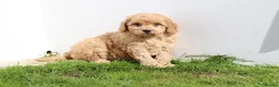 Cockapoo dogs for sale: Beautiful Cockapoo puppies for sale  in Llanelli - Advert 12