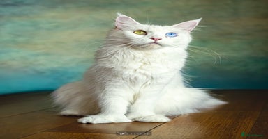 Maine Coon cats - Advert 9