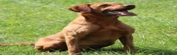 Labrador Retriever dogs for sale: BEAUTIFUL KC TRUE FOX RED LABRADOR PUPS  - Advert 7