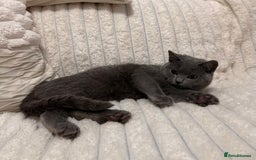 Scottish Fold cats for sale: Handsome boys available  - Image 4