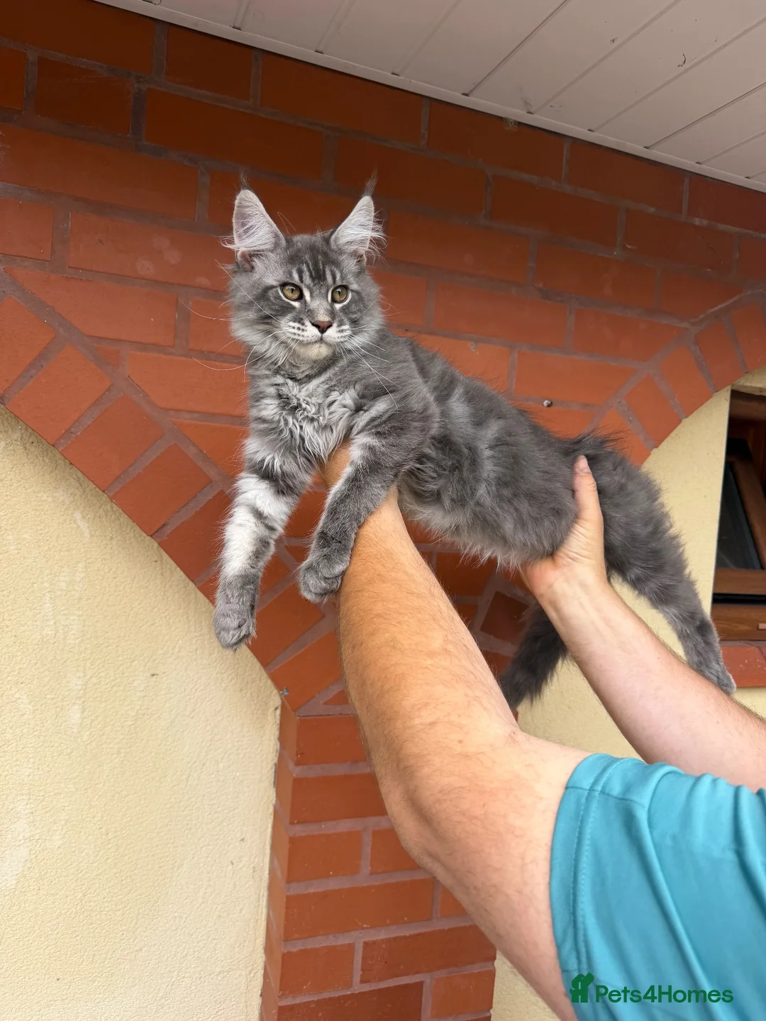 Maine Coon cats for sale: ❤️ Beautiful Active Maine Coon XL TICA Kittens ❤️ - Advert 2