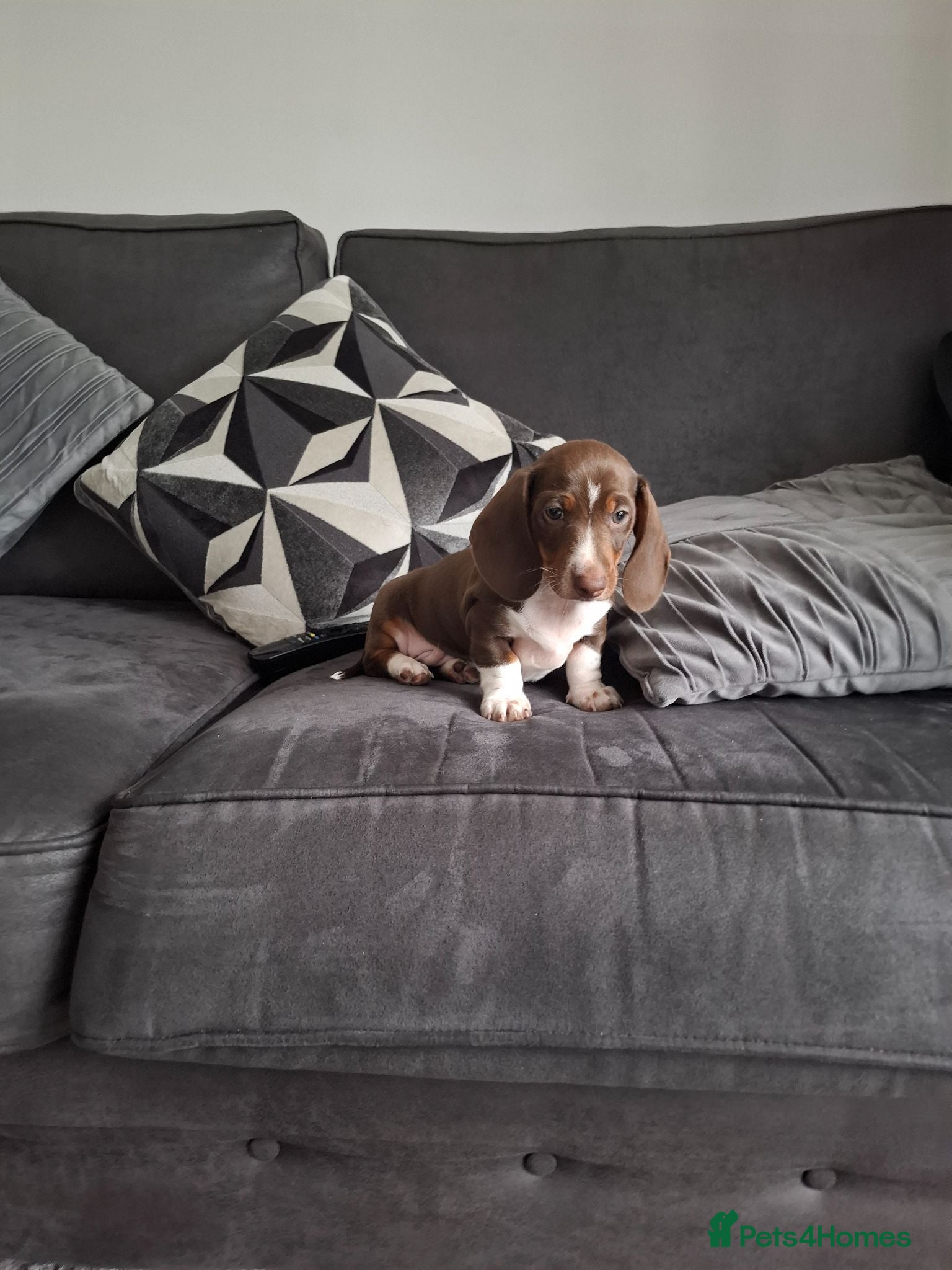 Dachshund dogs Minature dachshound puppy - Advert 14