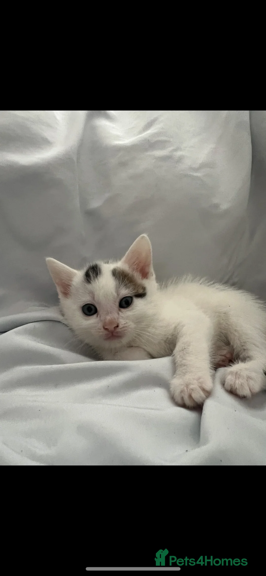 Mixed Breed cats for sale: Litter of 6 beautiful kittens  in Bolton - Advert 2