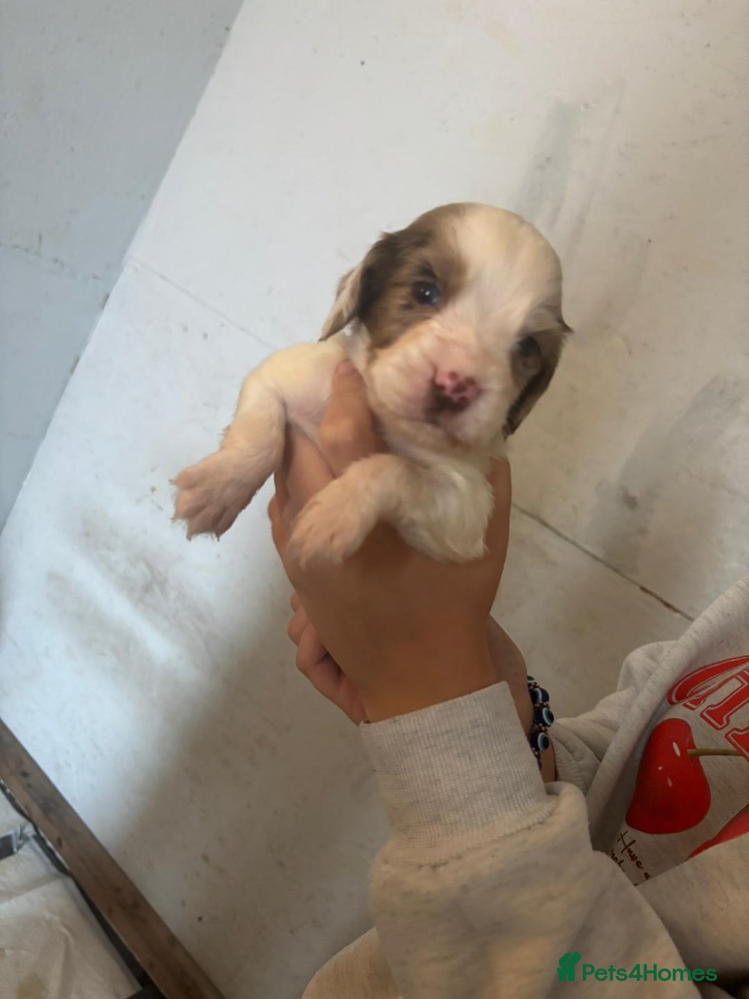 Cocker Spaniel dogs for sale: Merl cocker spaniel puppies  - Image 20