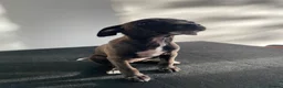 Mixed Breed dogs for sale: Italian greyhound x patterdale - Advert 4