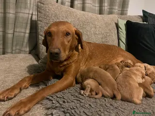 Goldador dogs Quality Fox Red Goldador Puppies - Advert 1