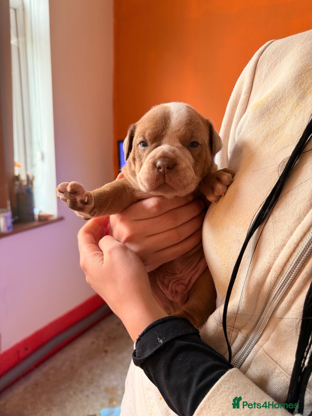 Olde English Bulldogge dogs for sale: Olde English Bulldog Puppies - Family Raised  - Advert 31