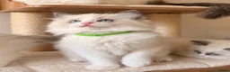 Ragdoll cats for sale: Fluffy Ragdoll Kittens🐾 in Peterborough - Advert 27