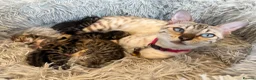 Bengal cats for sale: Half Bengal kittens - Advert 26