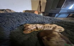 Miniature Dachshund dogs for sale: sweet raised mini dapple doxies - Image 3