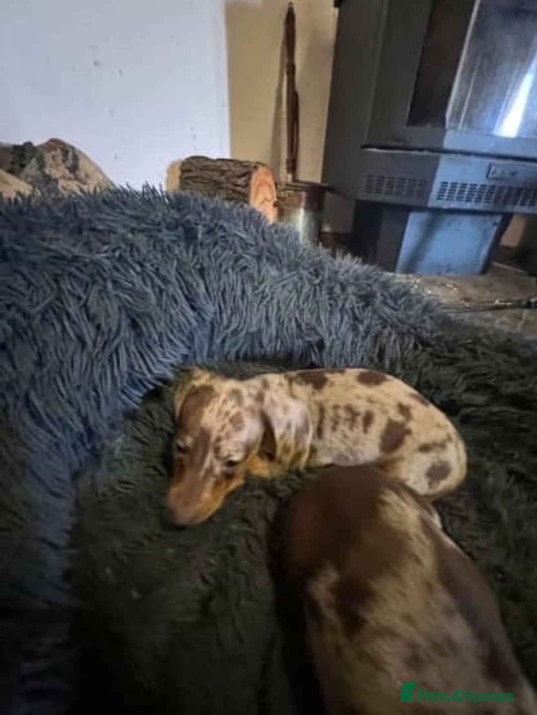 Miniature Dachshund dogs for sale: sweet raised mini dapple doxies - Image 3