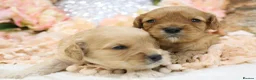 Cavapoo dogs for sale: *Health tested* F1 Cavapoos in Wisbech - Advert 18
