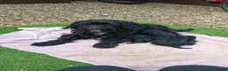 Cockapoo dogs for sale: Black cockapoo  - Advert 6