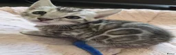 Bengal cats for sale: Pure Bengals Stunning Colour-ready for rezervation - Advert 25