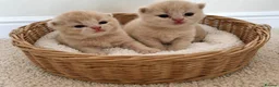 British Shorthair cats for sale: Stunning GCCF British Shorthair Kittens  - Advert 15