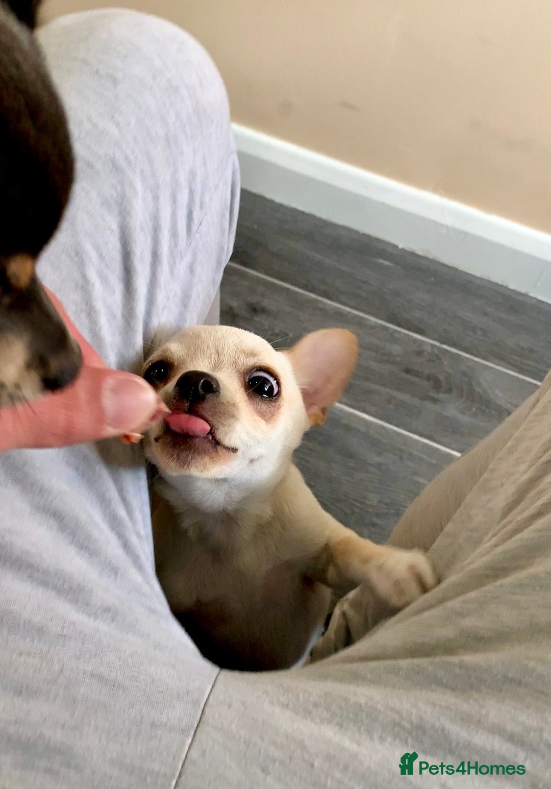 Chihuahua dogs for stud: KC Registered Chihuahua Boy For Stud Use Only in London - Advert 5