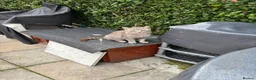 Mixed Breed cats for sale: Cats for sale  - Advert 2