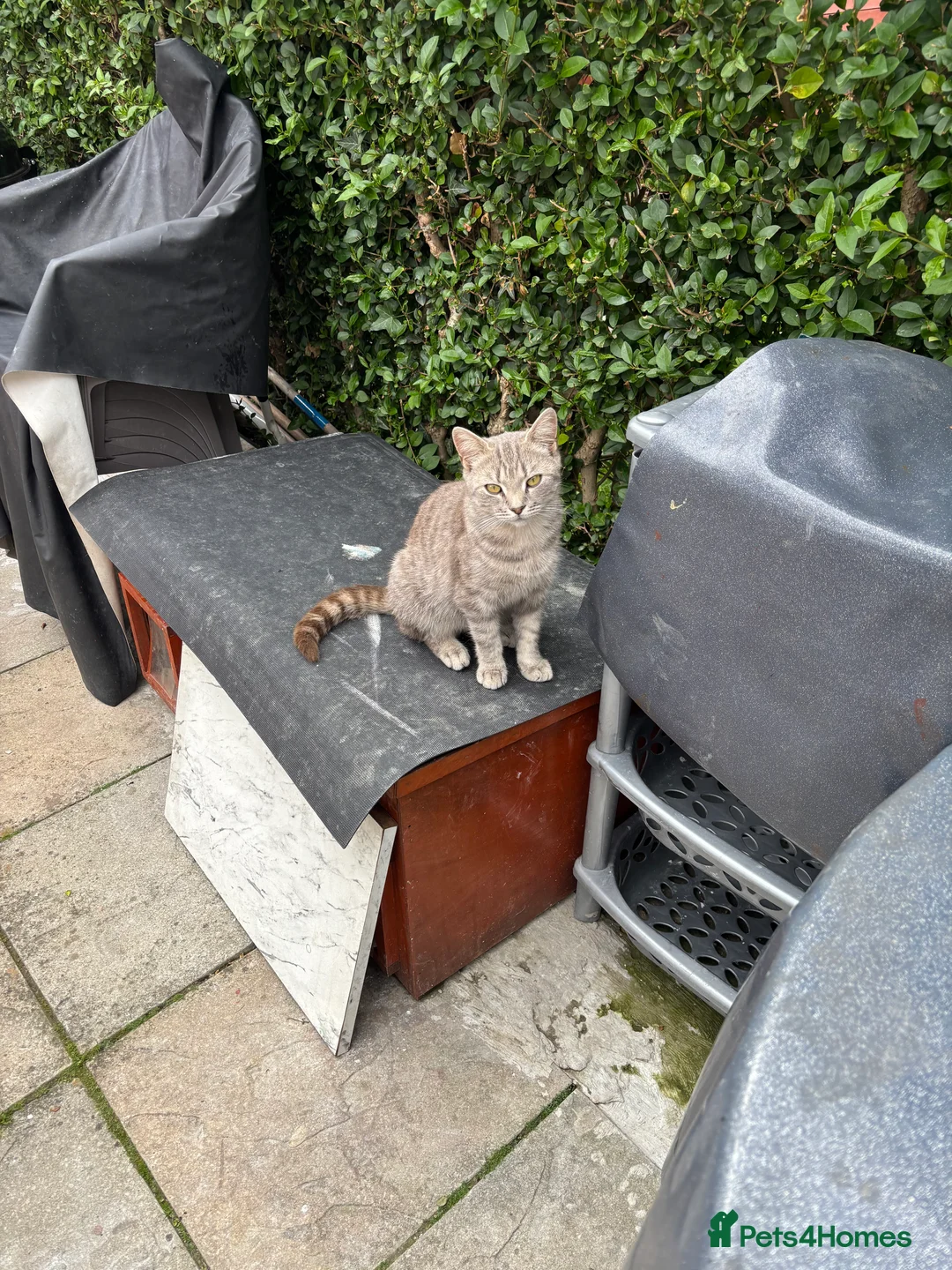 Mixed Breed cats for sale: Cats for sale  - Advert 2
