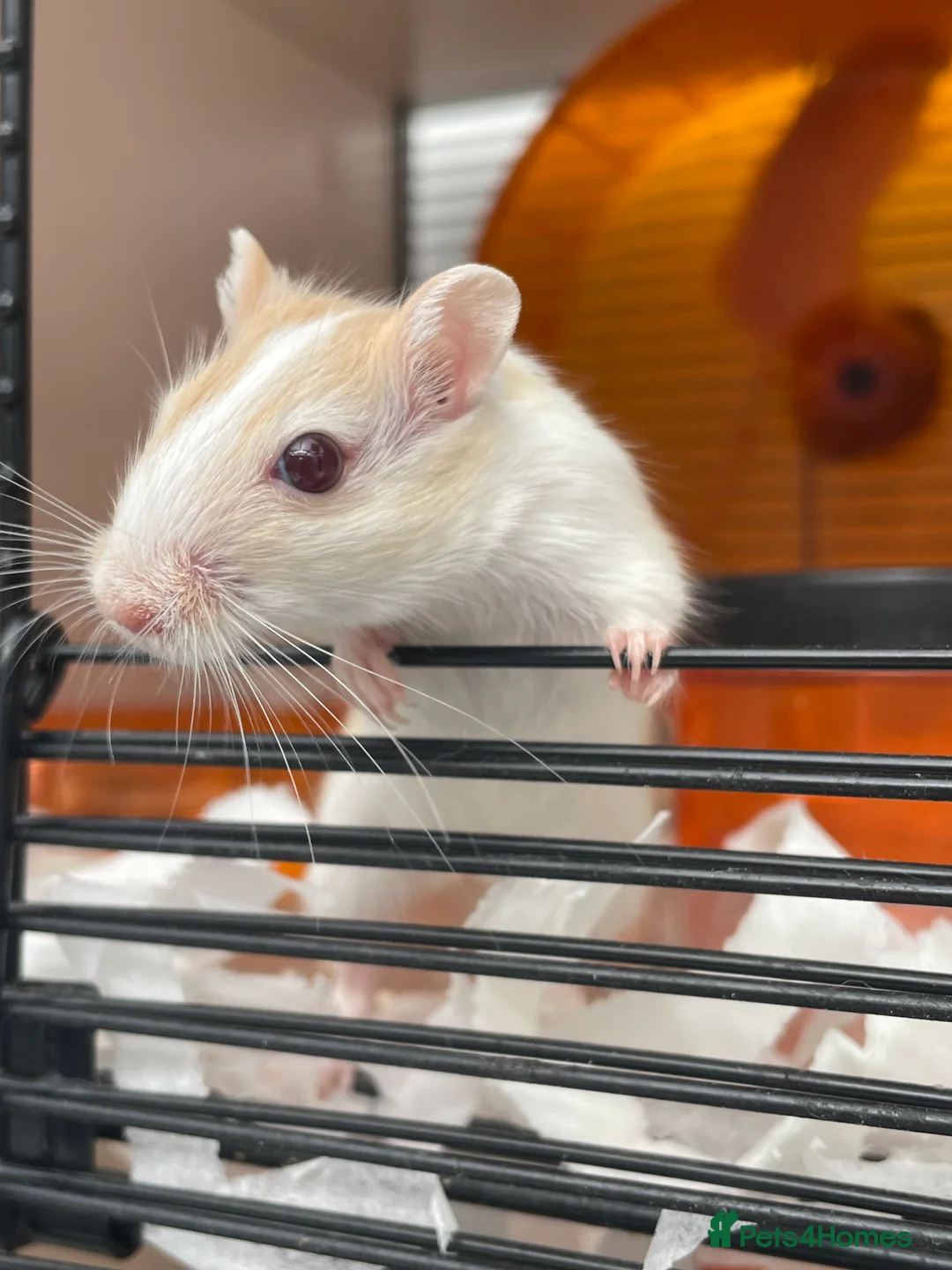 Gerbil rodents for sale: Baby Gerbils - Advert 2